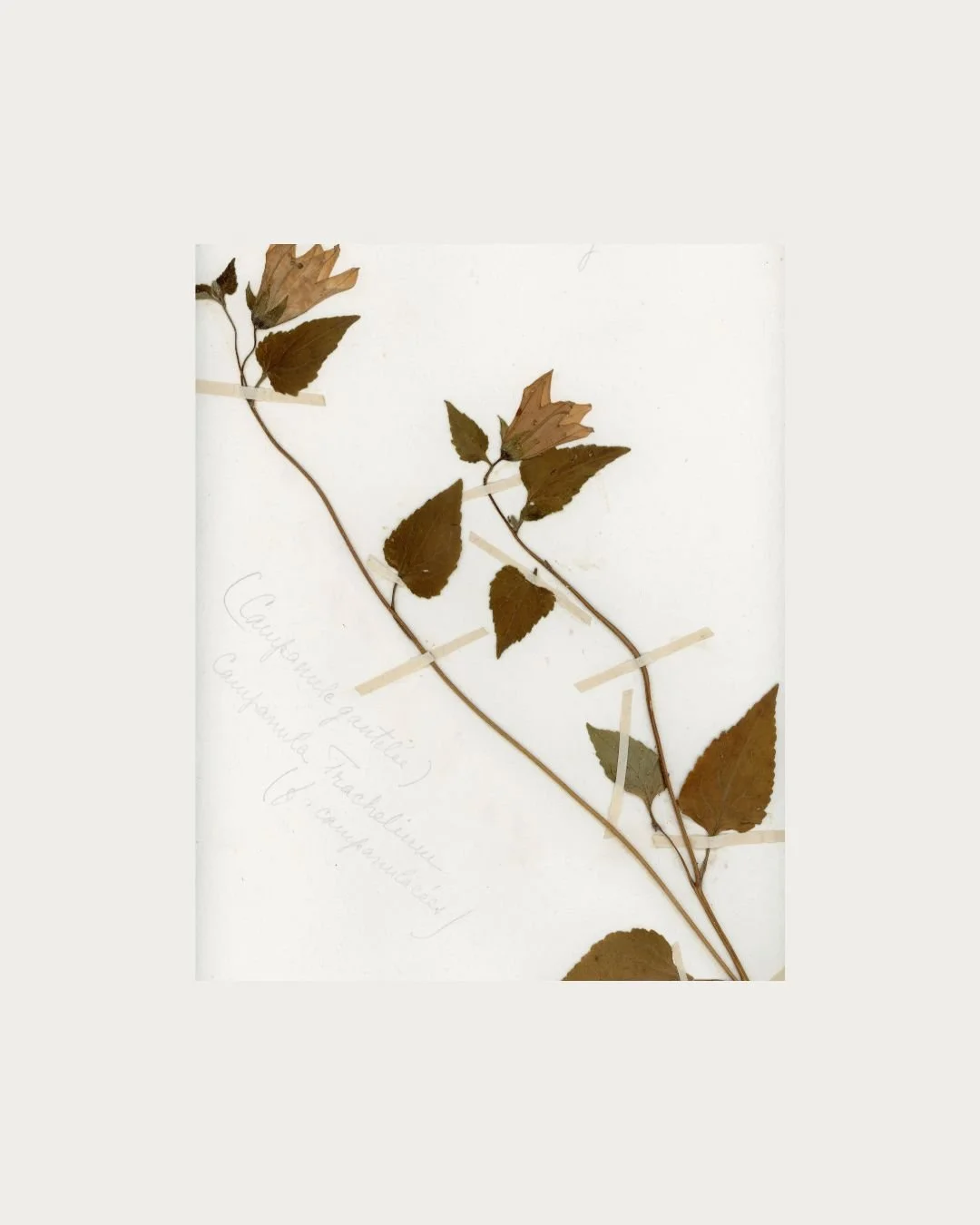 Campanula trachelium (Nettle-leaved Bellflower) (2).jpg