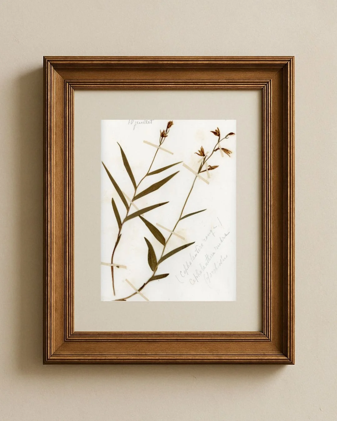 Red Helleborine (Cephalanthera rubra)