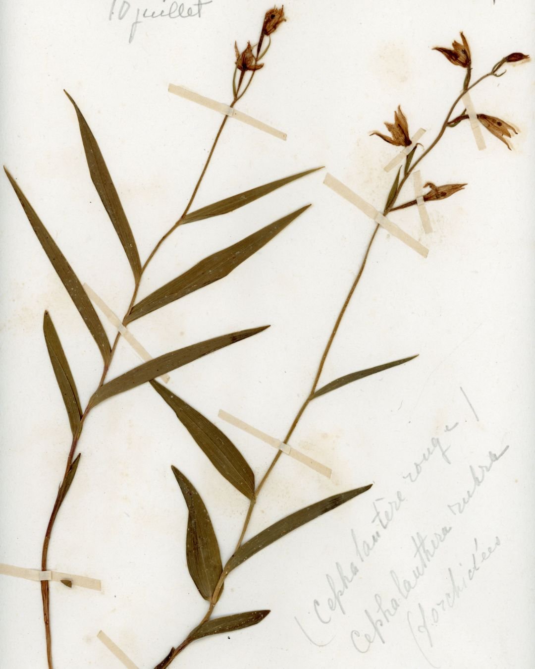 Cephalanthera rubra (Red Helleborine) (3).jpg