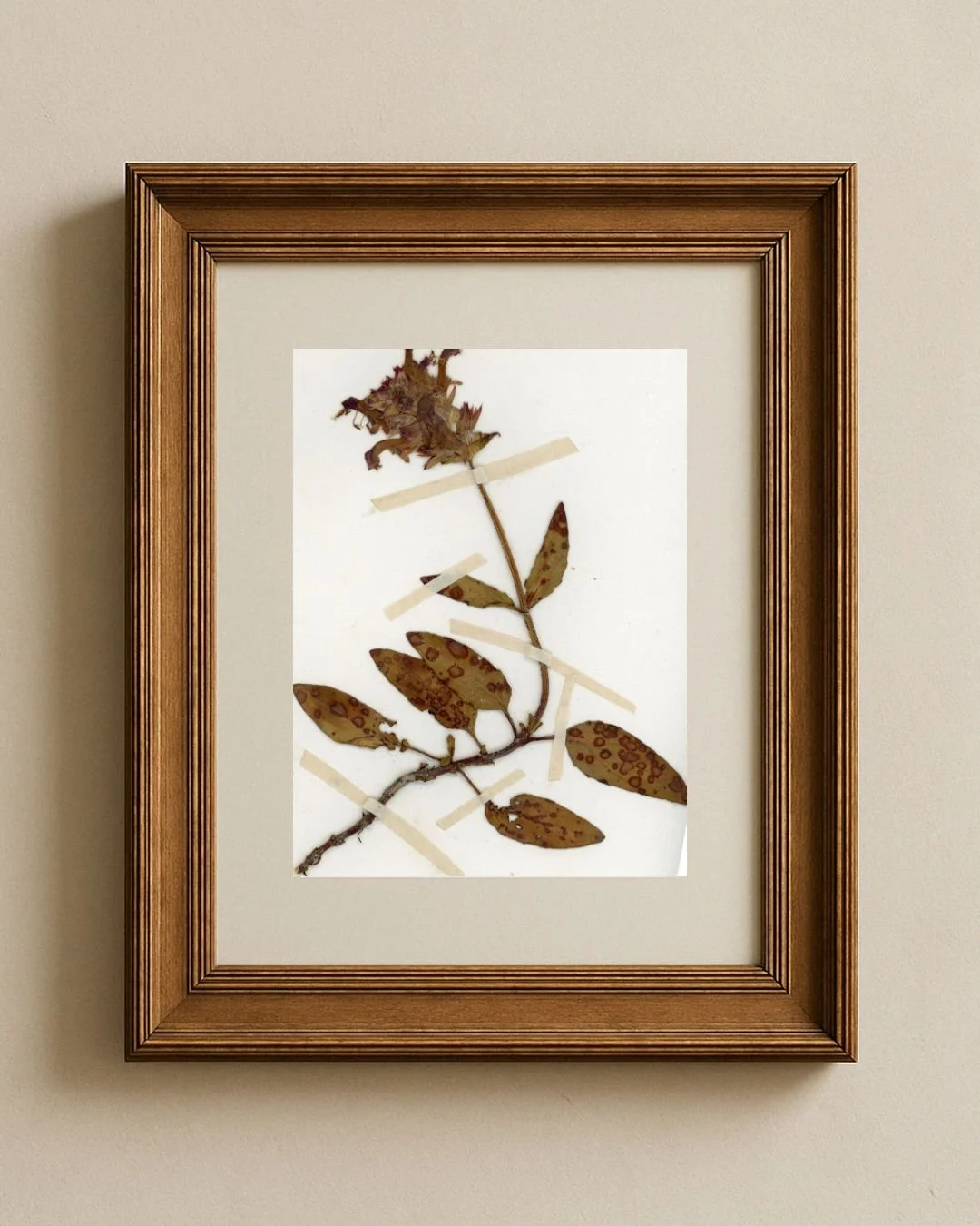 Prunella vulgaris (Self-Heal).jpg