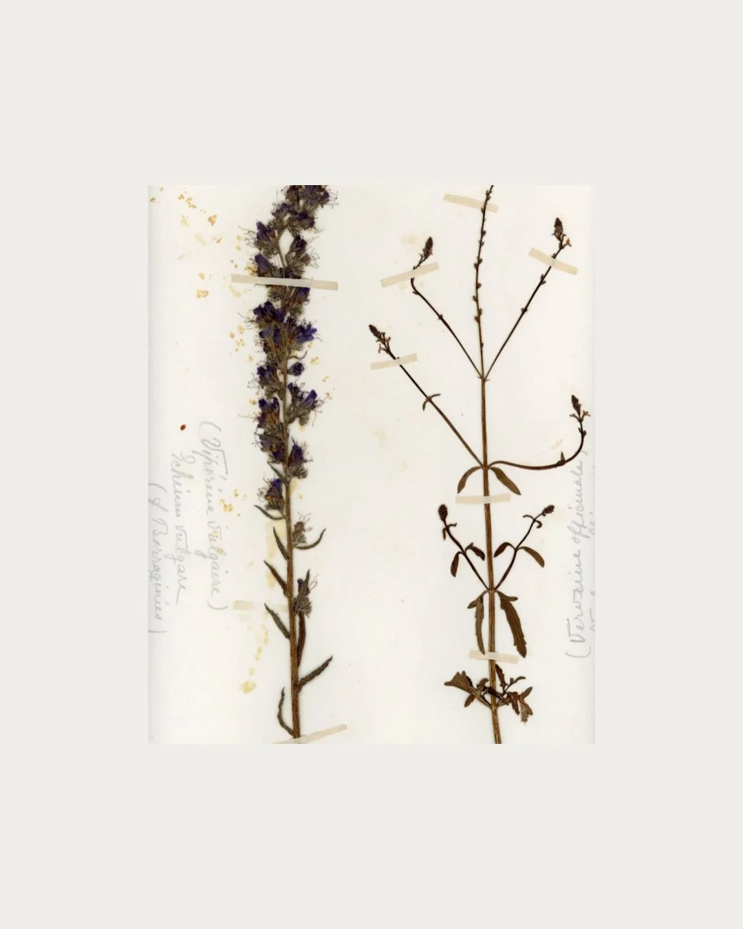 Echium vulgare & Verbena officinalis (2).jpg