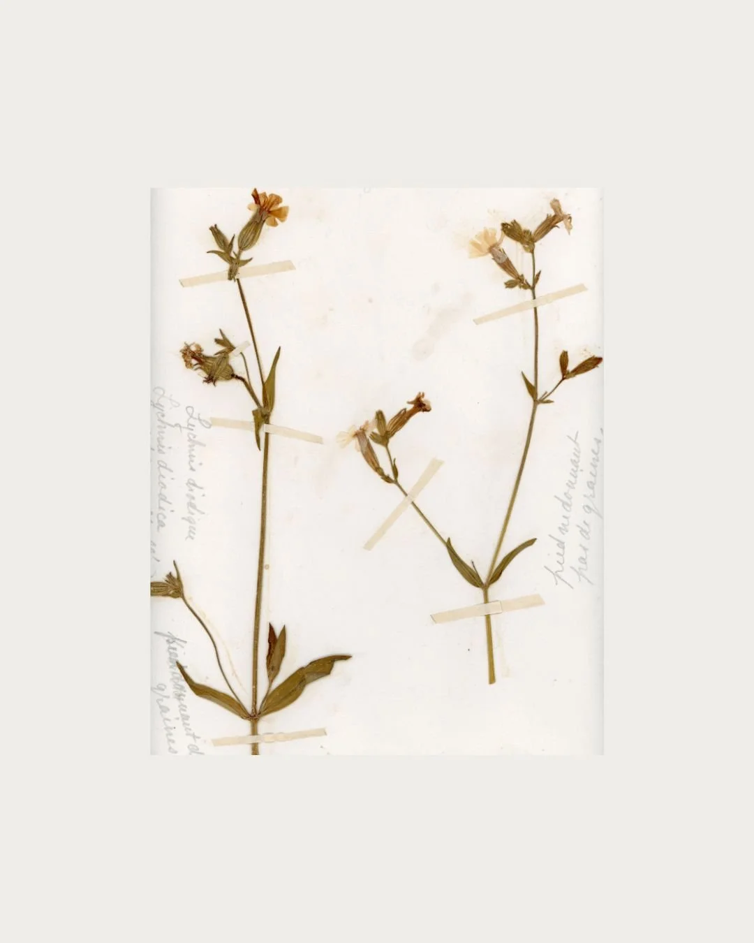 Silene dioica (Red Campion) (2).jpg