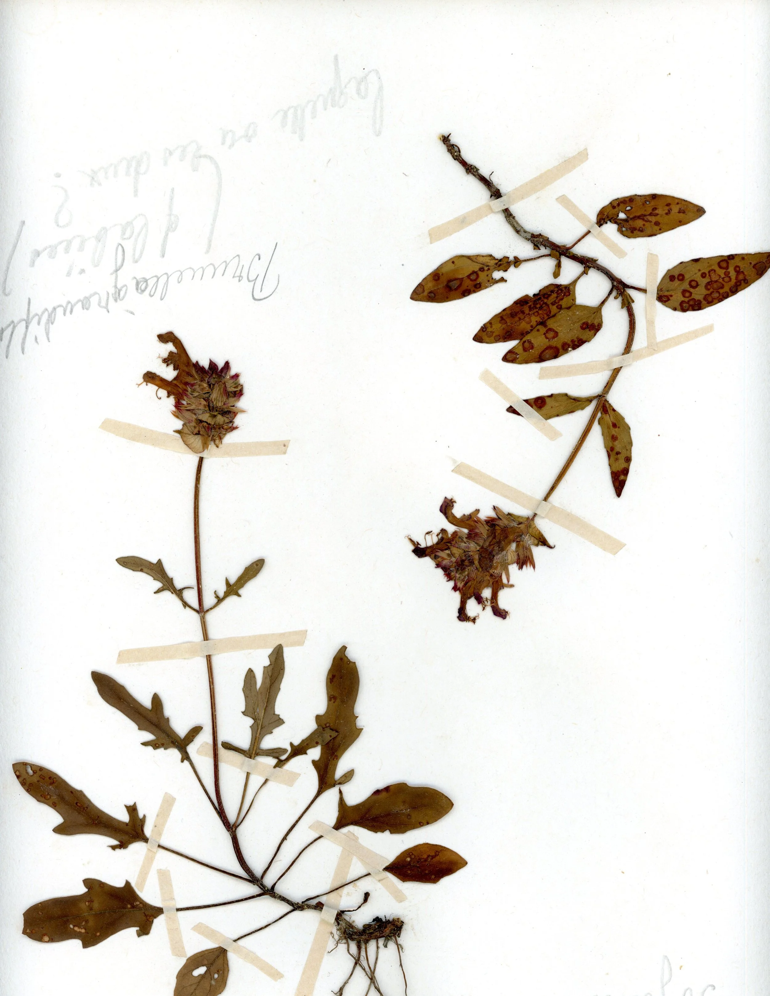 Prunella vulgaris (Self-Heal) – Dual Specimens.jpg