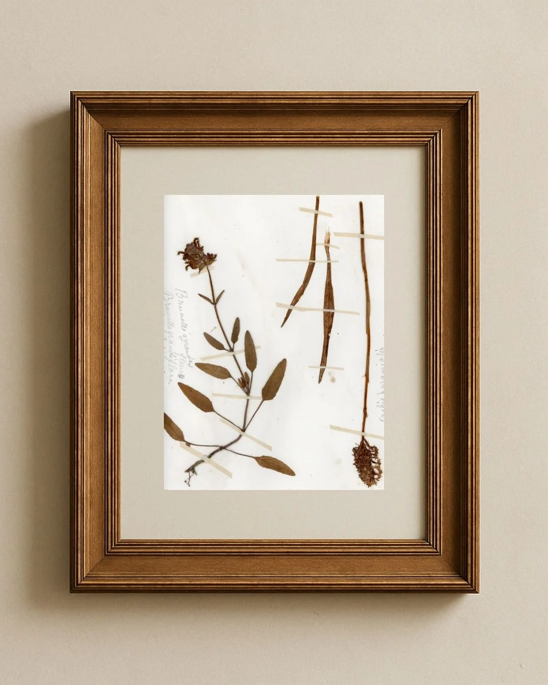 Brunnella grandiflora & Orchid Fragments