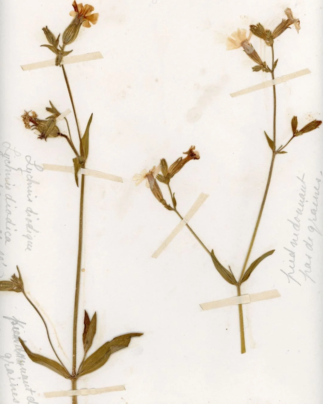 Silene dioica (Red Campion)-2.jpg