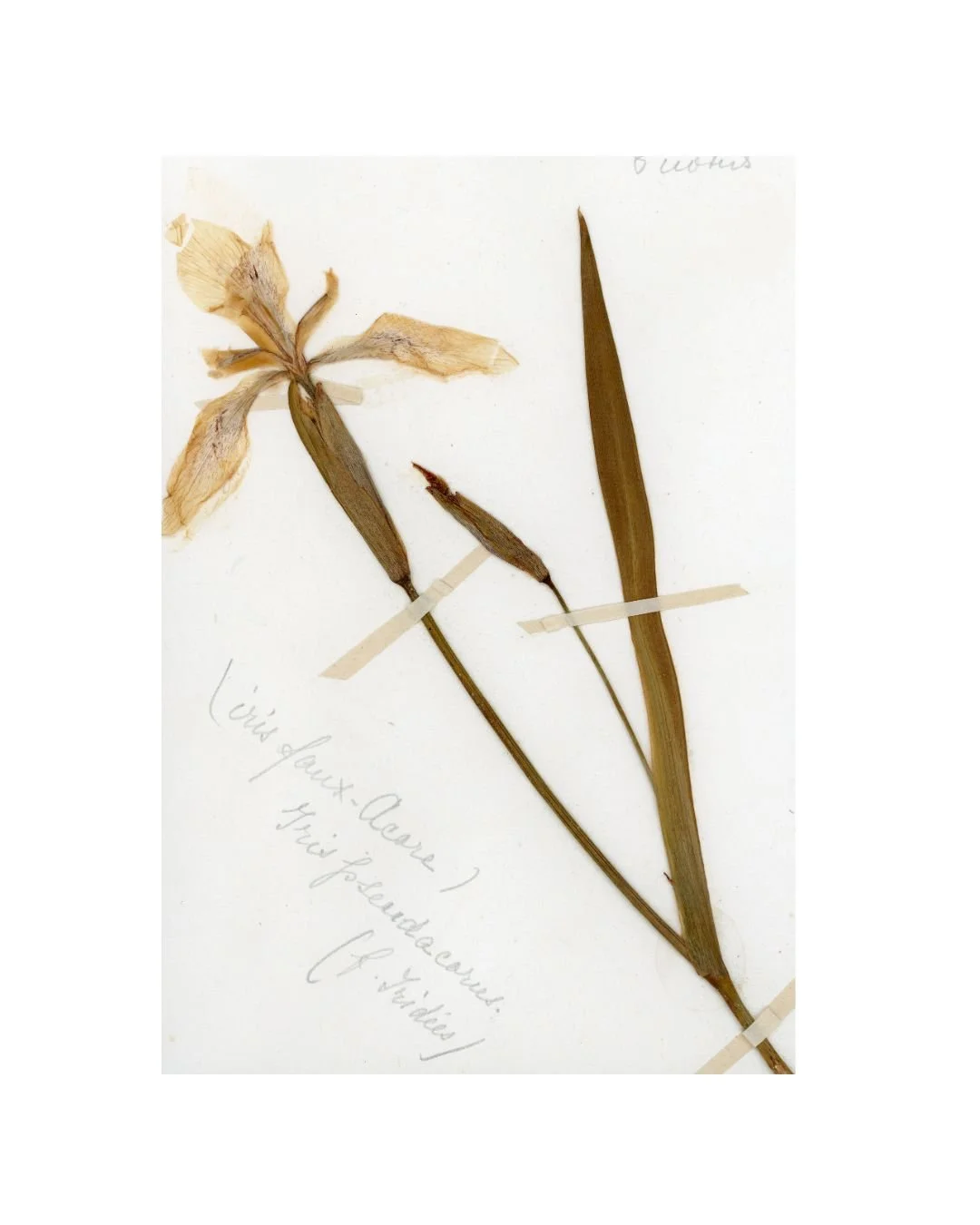 Herbier de Provence Mockups-2.jpg