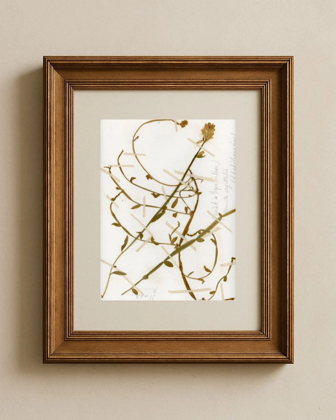 Herbier de Provence_ Camelina sagittata (False Flax).jpg