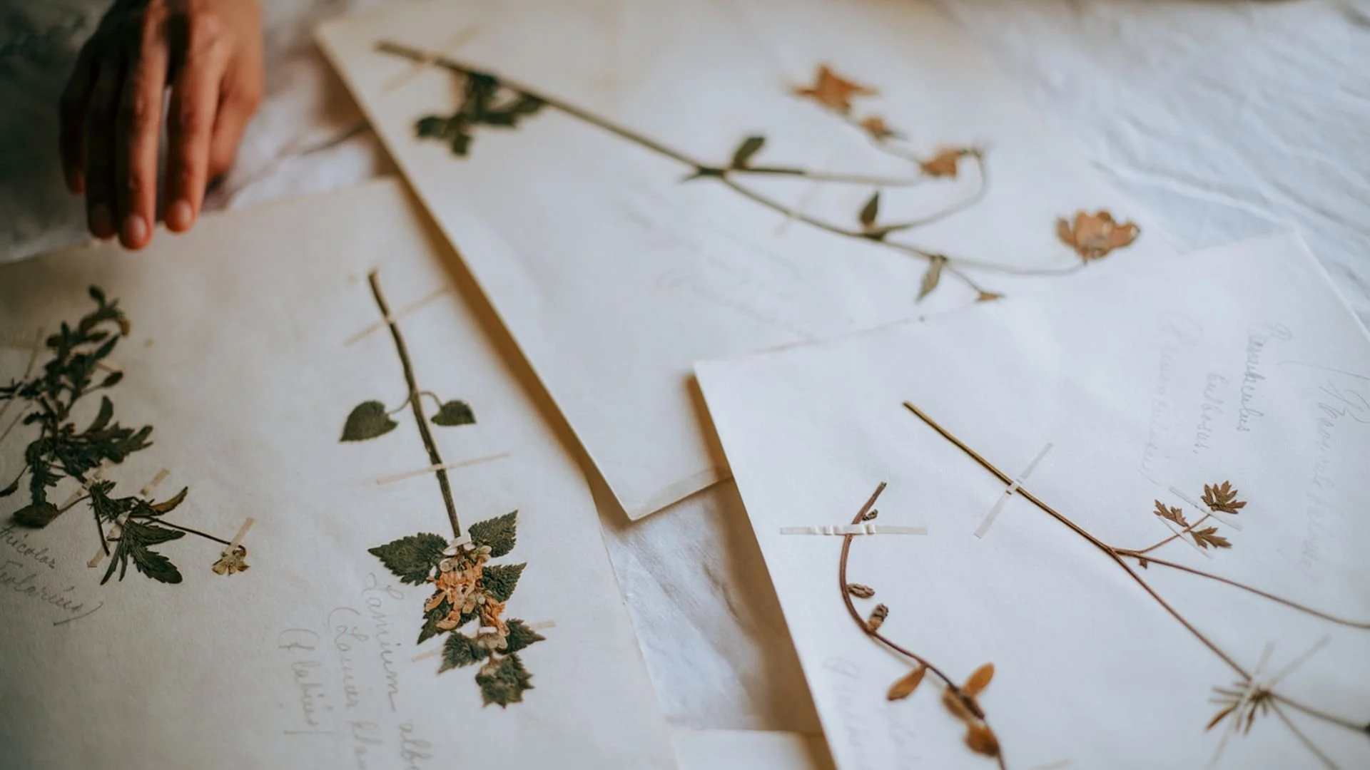 Several sheets of paper with pressed botanical illustrations and handwritten notes, arranged on a table.