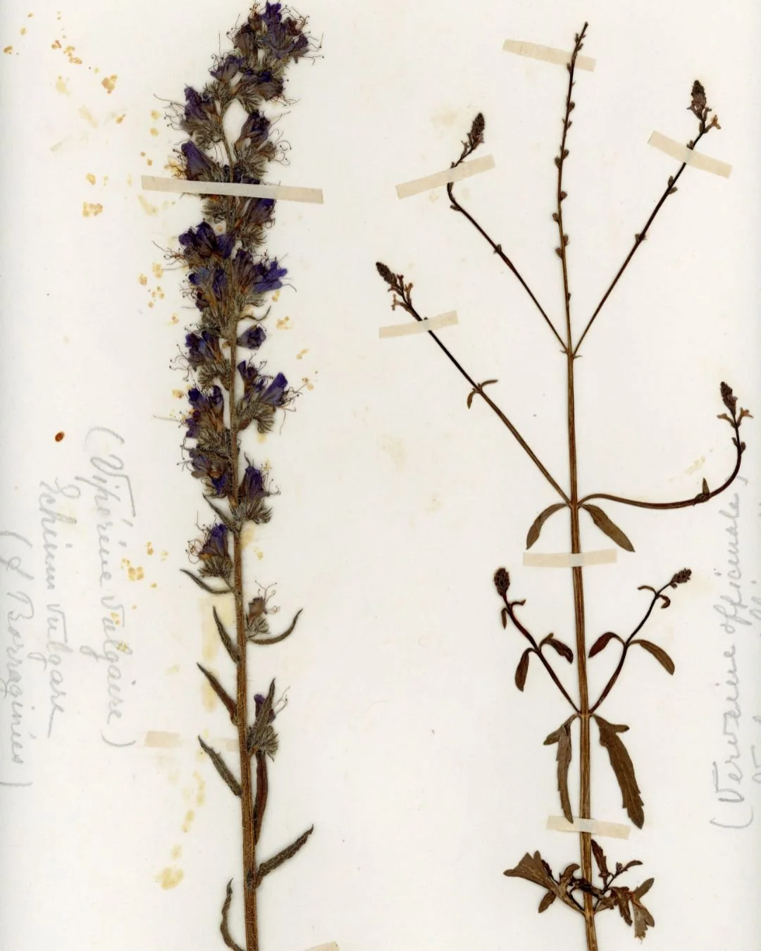 Echium vulgare & Verbena officinalis (3).jpg