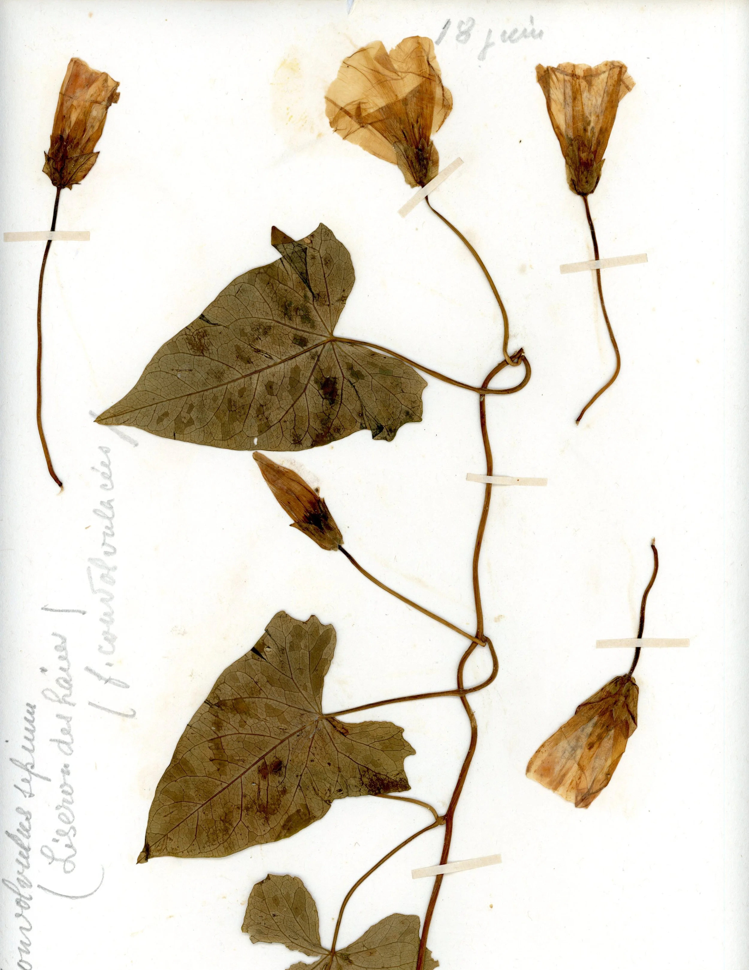 Calystegia sepium (Hedge Bindweed).jpg