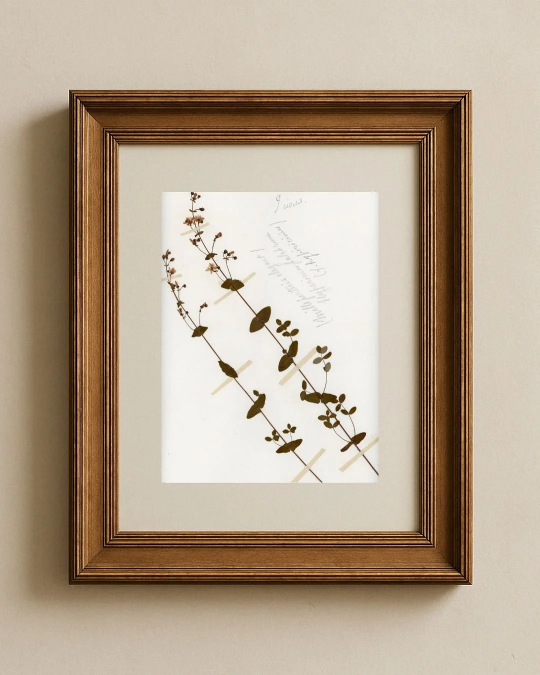 Hypericum elegans (Elegant St. John’s Wort)