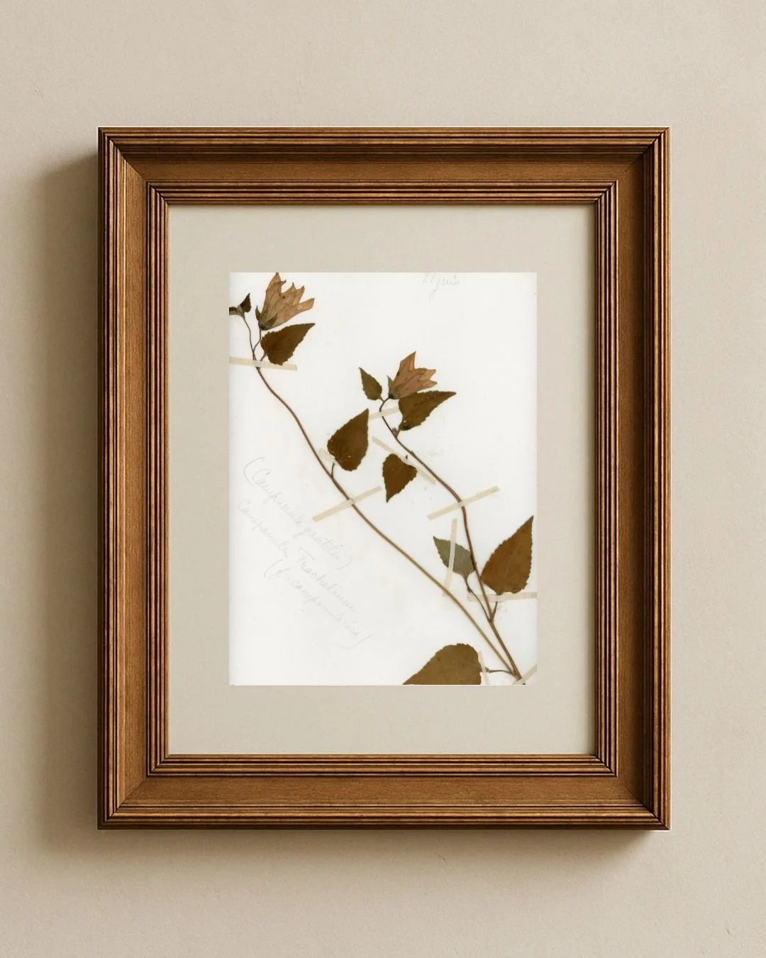 Campanula trachelium (Nettle-leaved Bellflower)