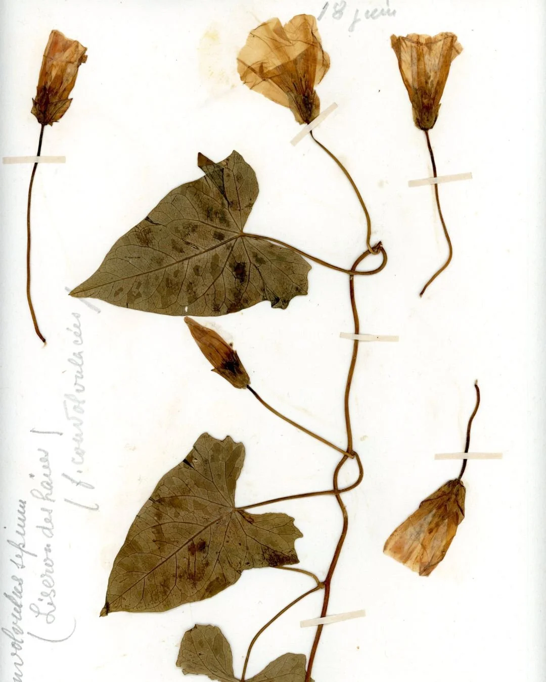 Calystegia sepium (Hedge Bindweed) (2).jpg