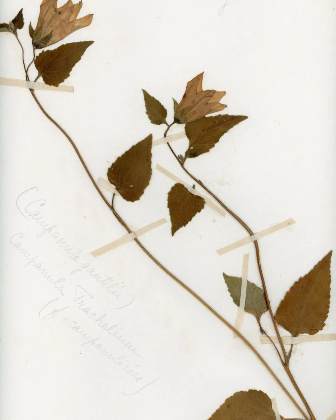 Campanula trachelium (Nettle-leaved Bellflower) 2.jpg