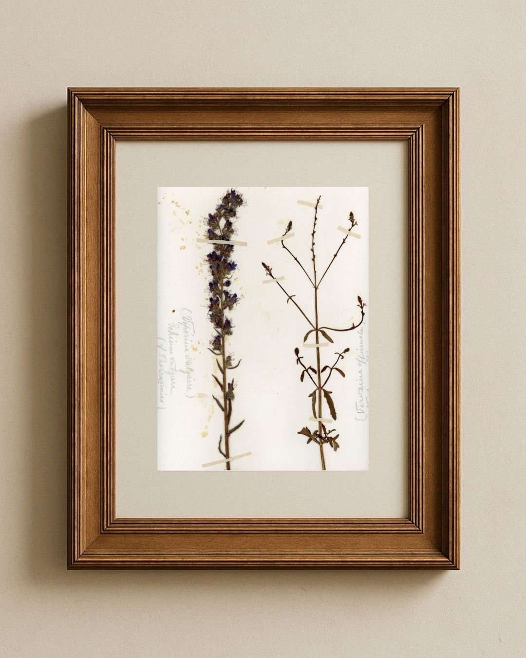 Echium vulgare & Verbena officinalis