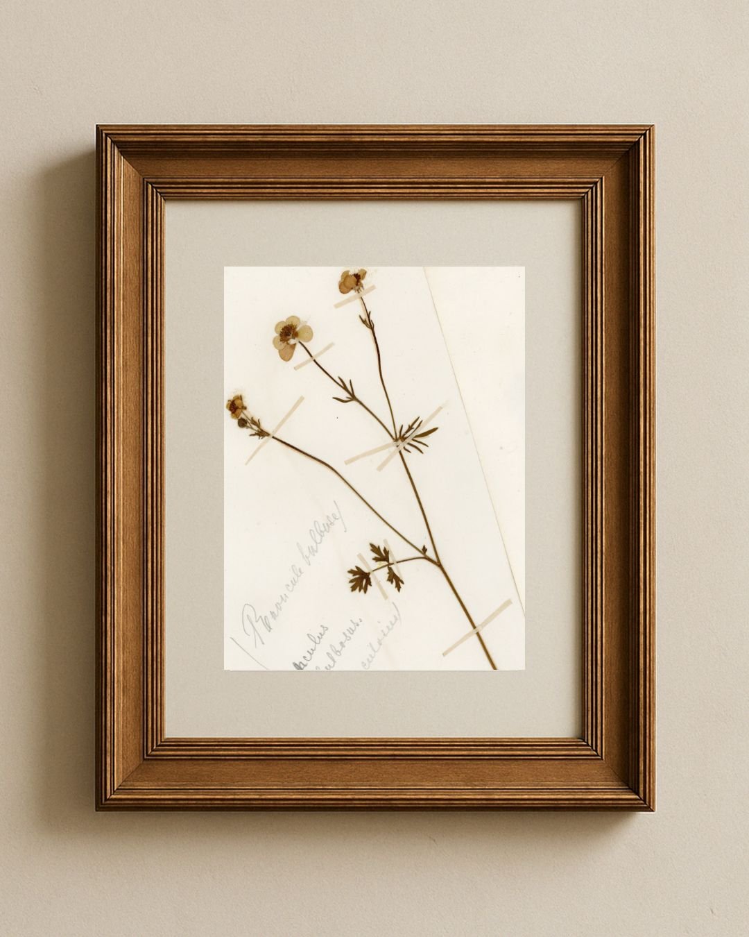 Pressed Buttercup (Renoncule)