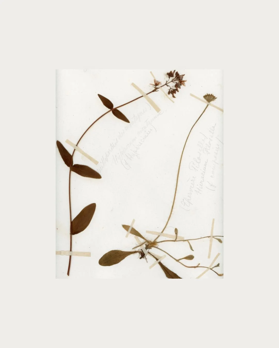 Millepertuis & Piloselle copy.jpg