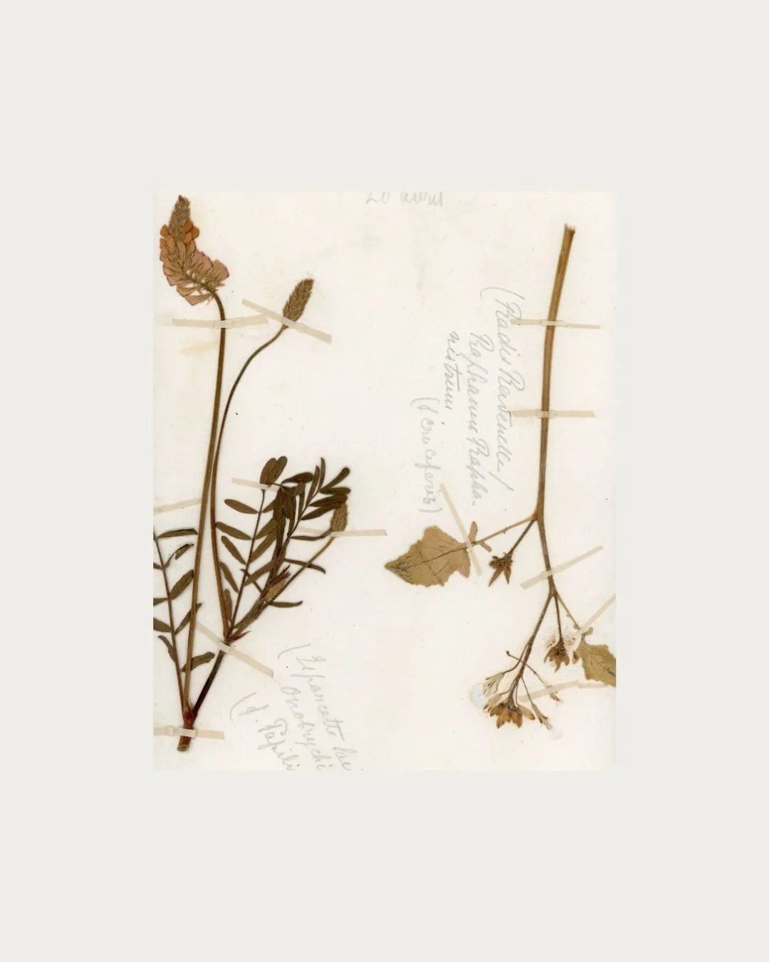 Sainfoin & Wild Radish copy.jpg