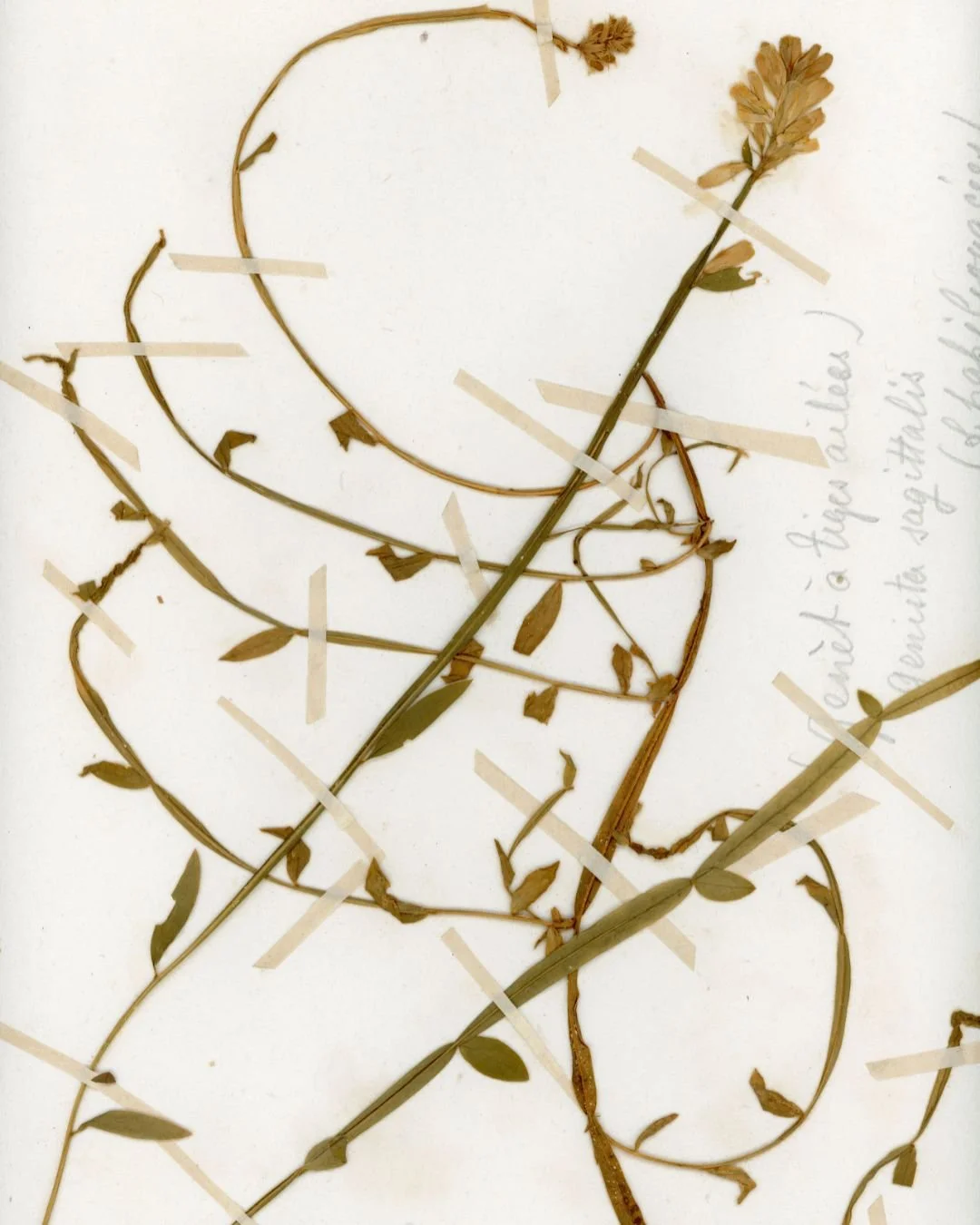 Herbier de Provence_ Camelina sagittata (False Flax) (2).jpg