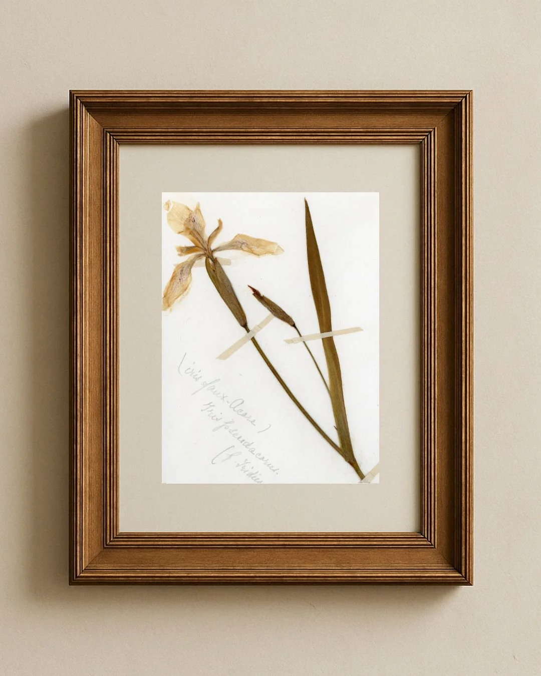 Garden iris (Iris des jardins)