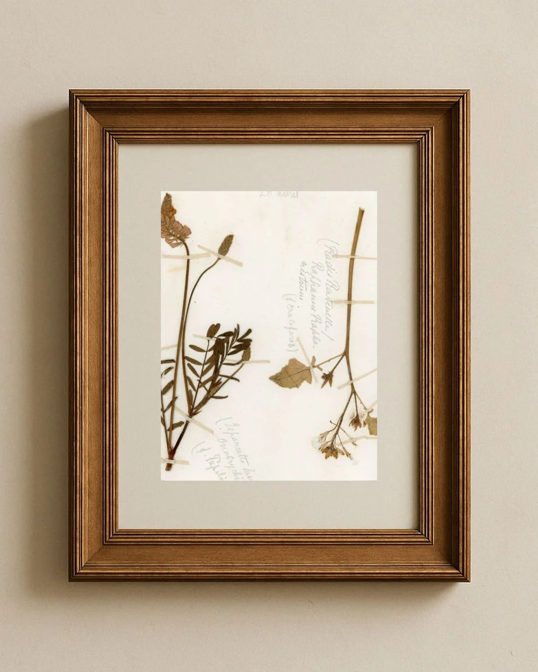 Sainfoin & Wild Radish 1.jpg