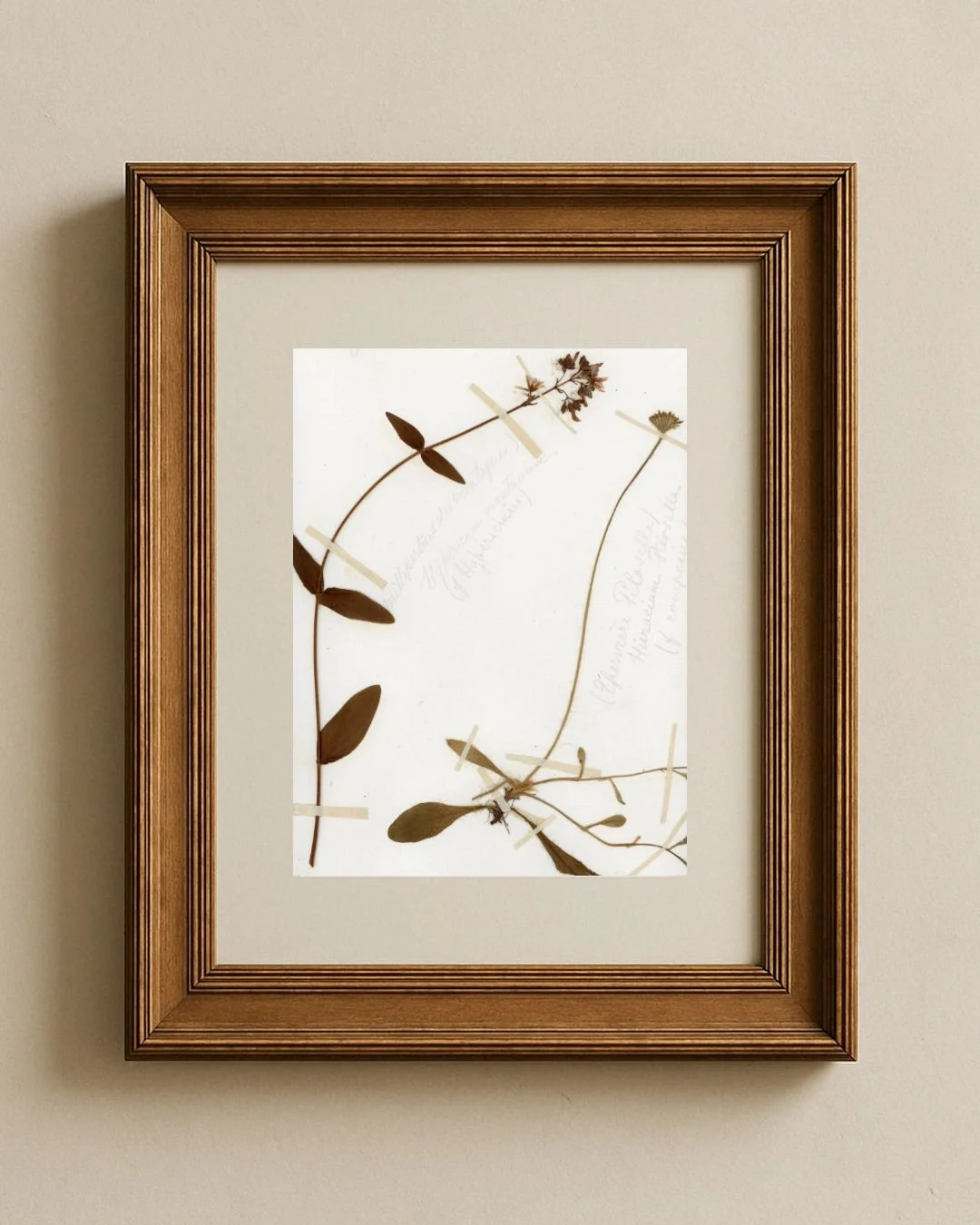 Millepertuis & Piloselle