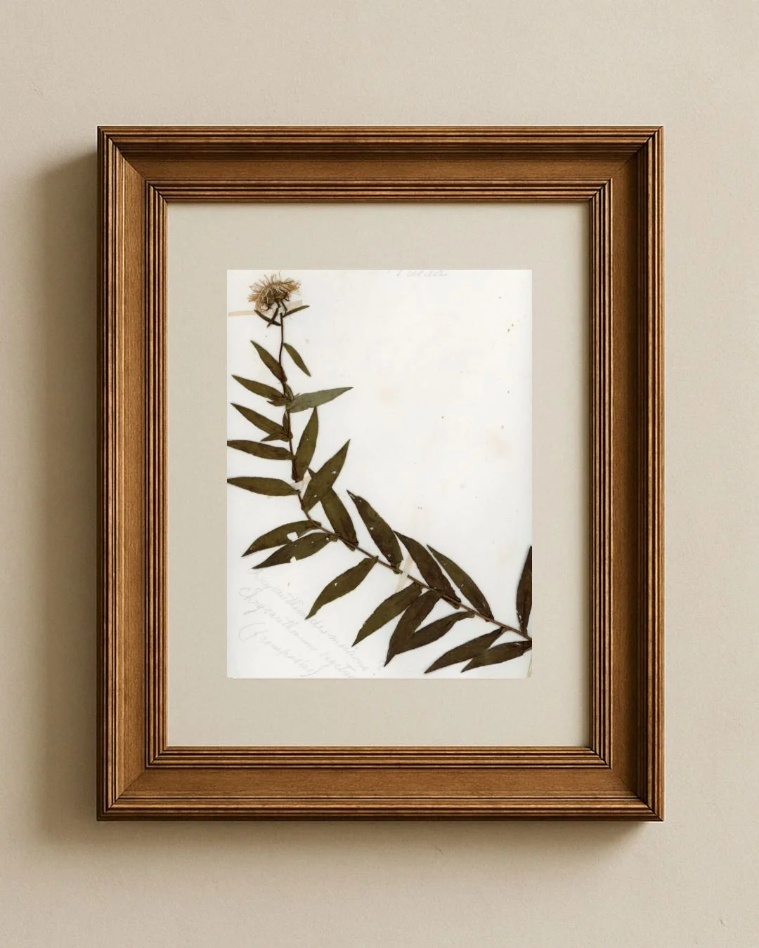 Knapweed (Centaurée des Montagnes)