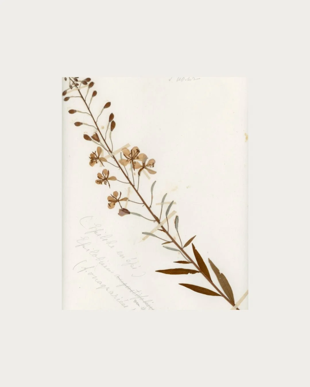 Chamerion angustifolium (Rosebay Willowherb) (2).jpg