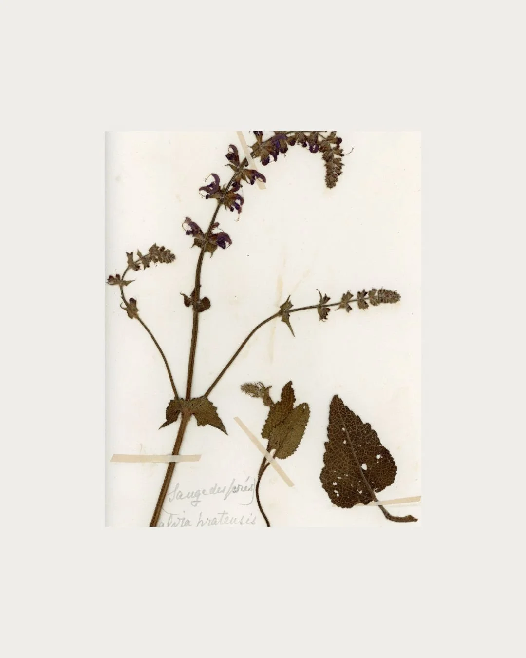 Salvia pratensis (Meadow Sage) (3).jpg