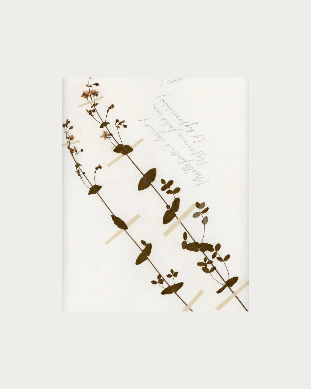 Hypericum elegans (Elegant St. John’s Wort) (2).jpg