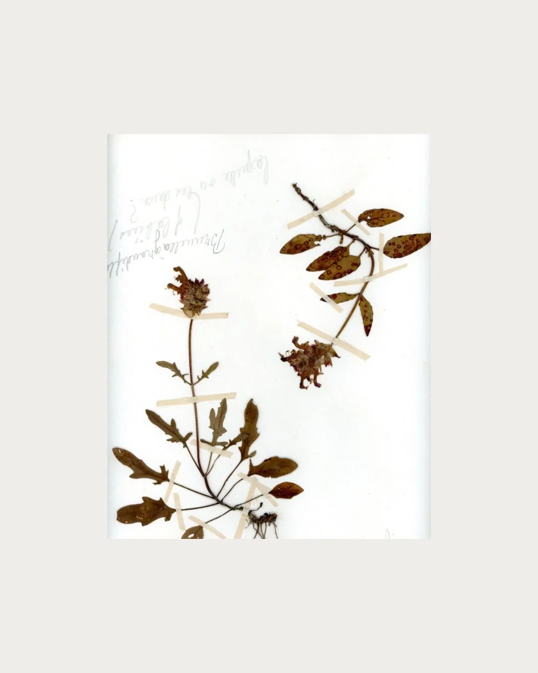 Prunella vulgaris (Self-Heal) – Dual Specimens (2).jpg