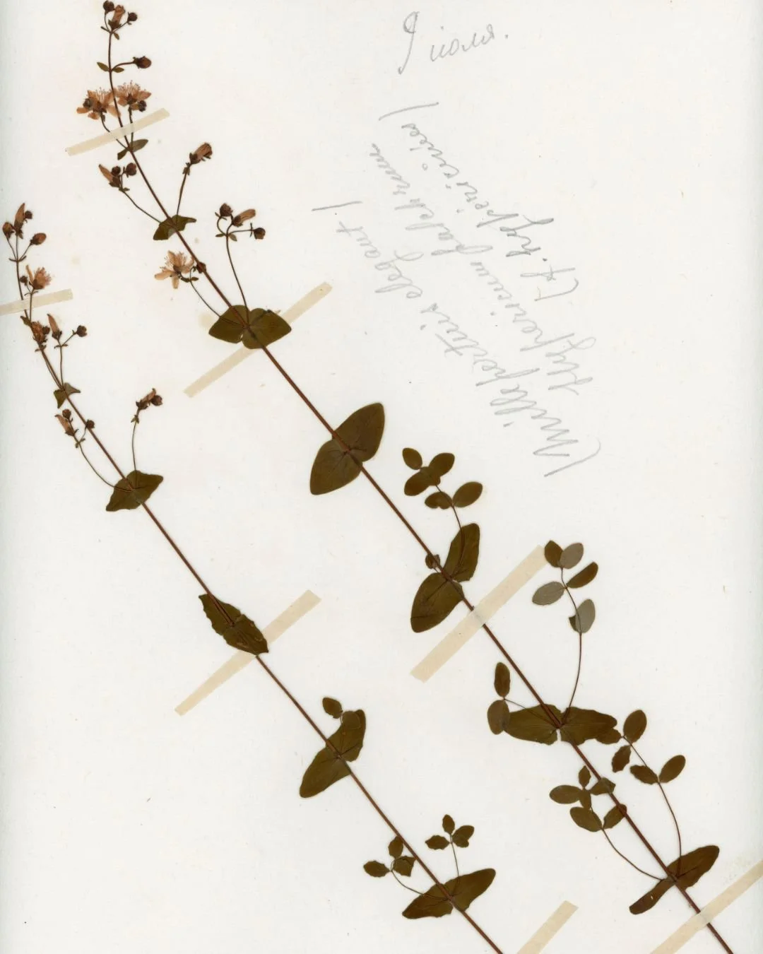 Hypericum elegans (Elegant St. John’s Wort) (3).jpg