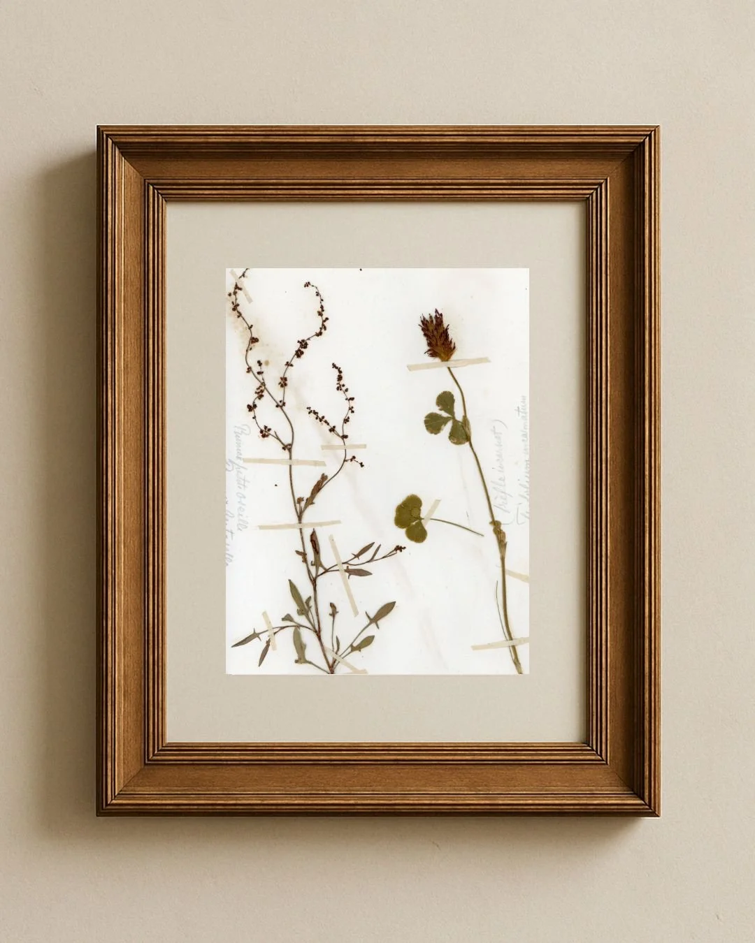 Sheep's Sorrel & Mountain Clove