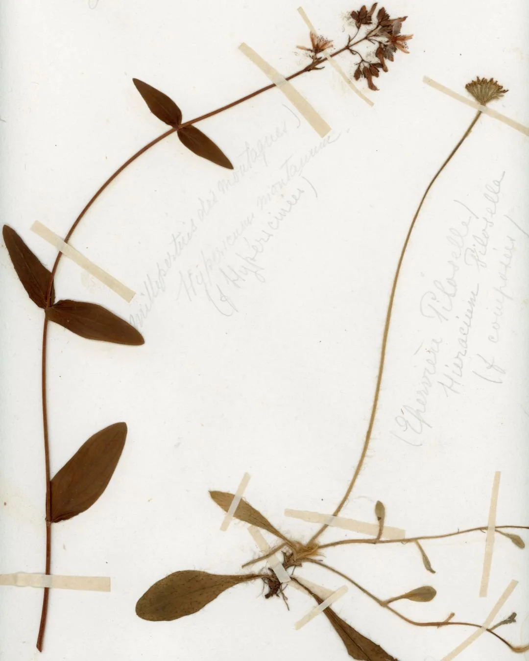 Millepertuis & Piloselle 2.jpg