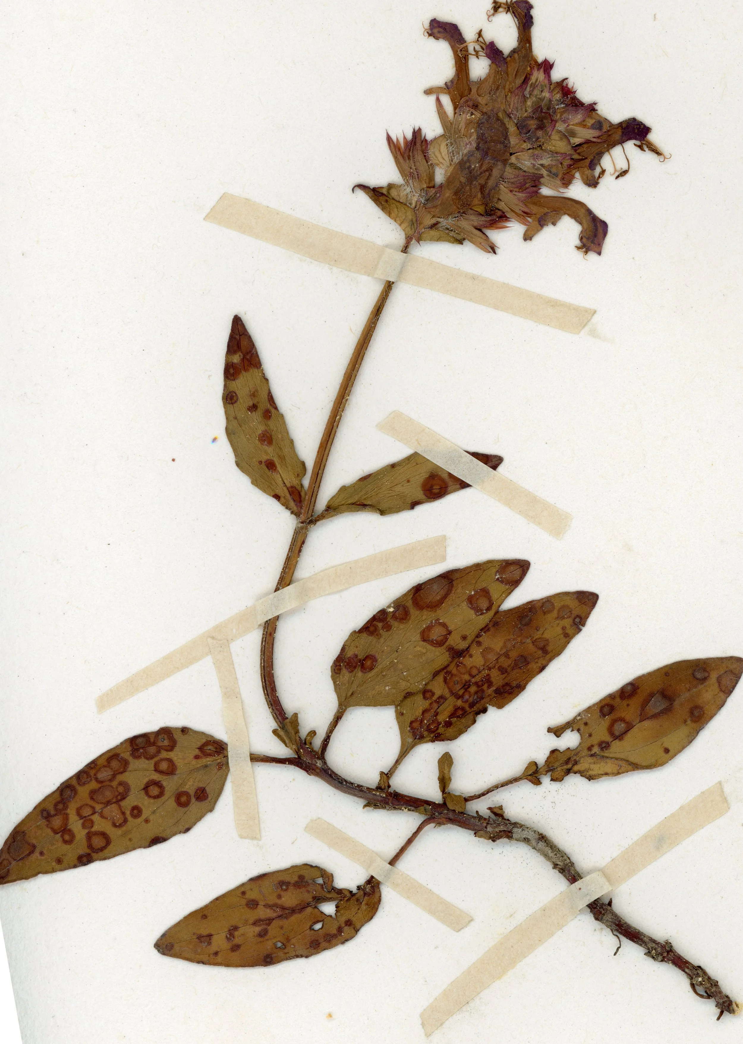 Prunella vulgaris (Self-Heal) – Variant Specimen.jpg