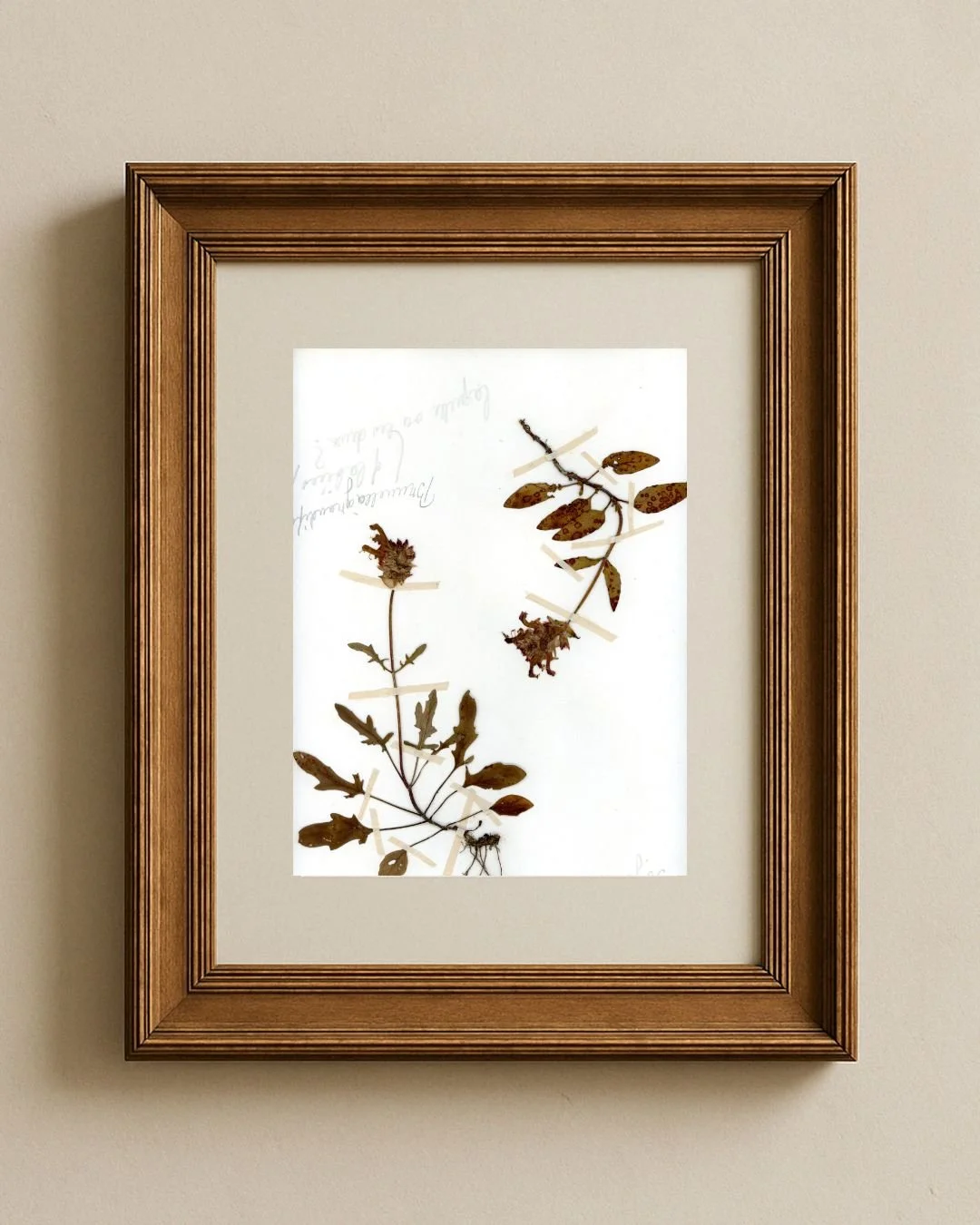 Self-Heal (Prunella vulgaris) – Dual Specimens