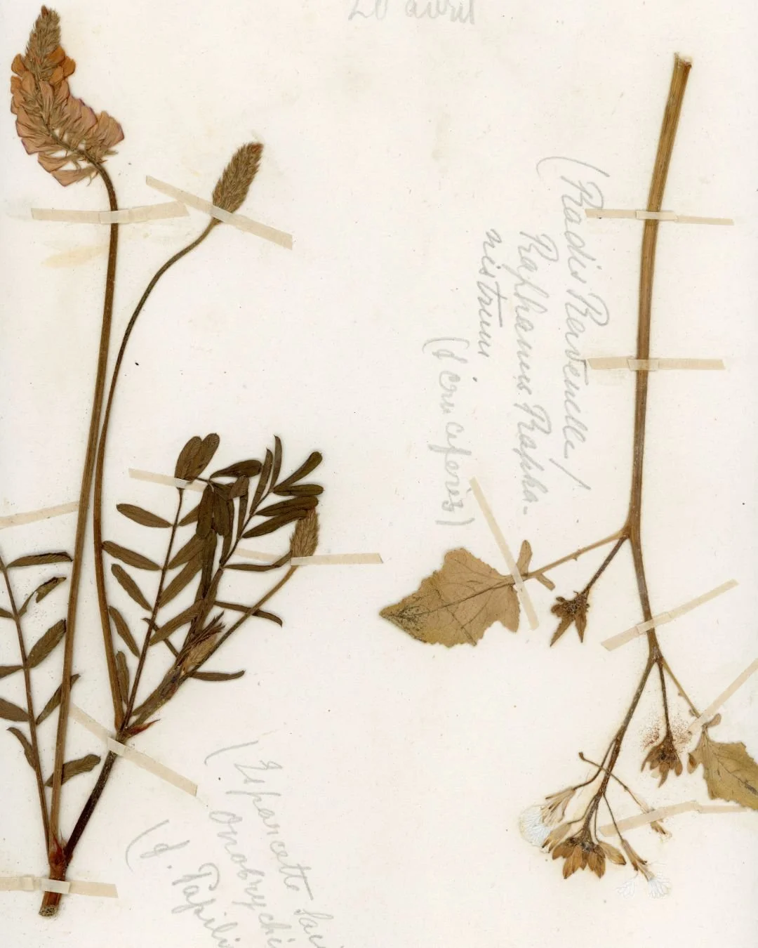 Sainfoin & Wild Radish 2.jpg