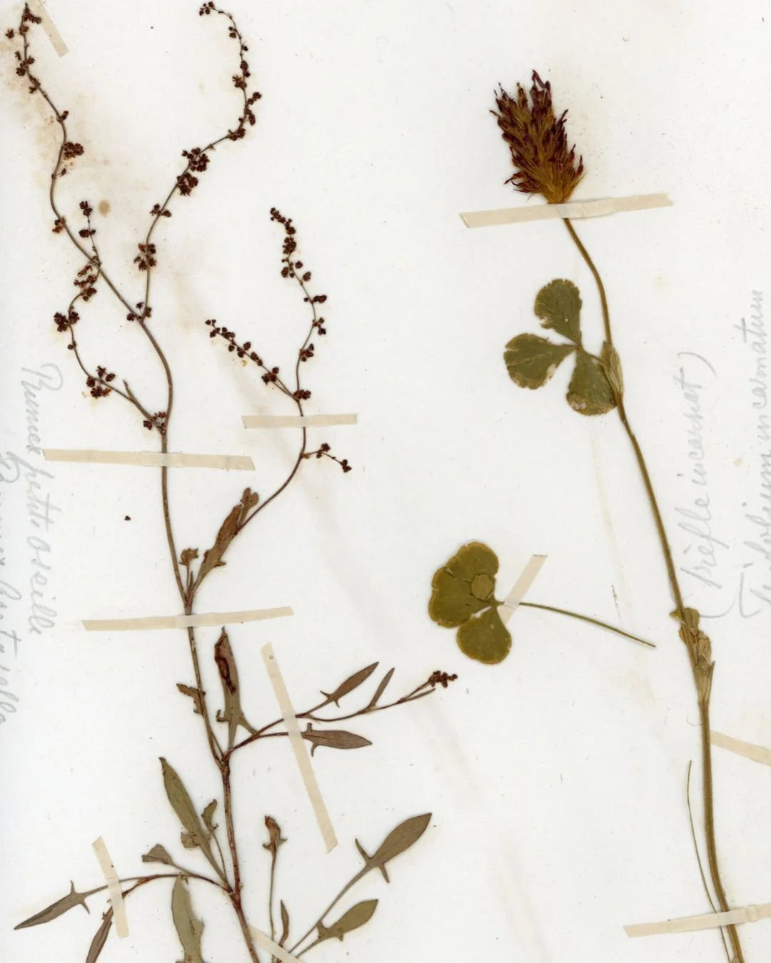 Rumex acetosella & Trifolium monanthemum (3).jpg