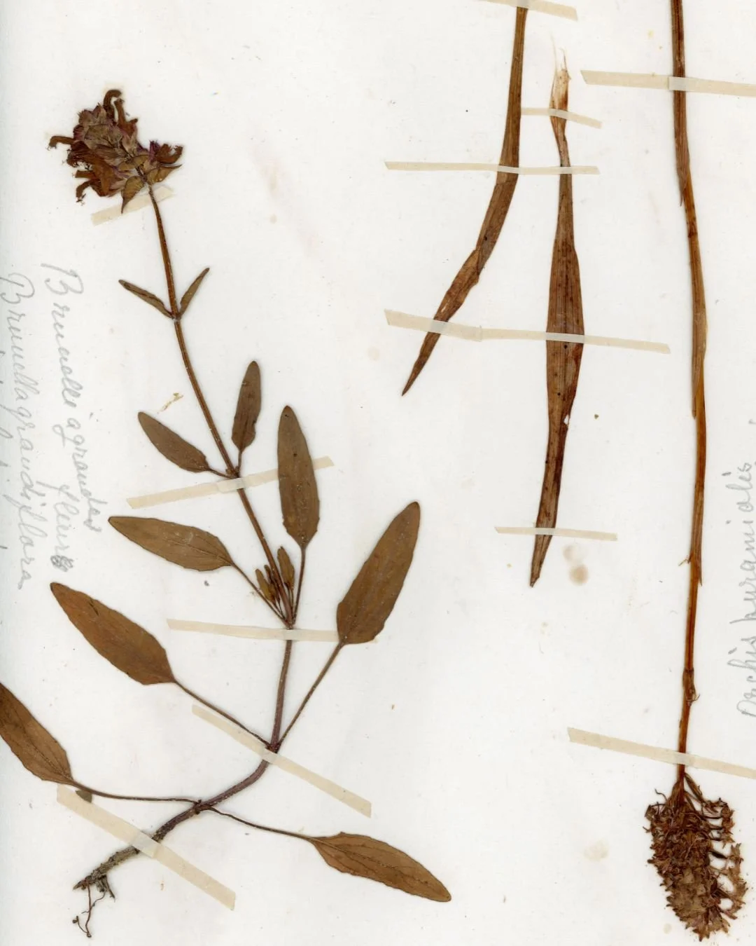 Brunnella grandiflora & Orchid Fragments (2).jpg