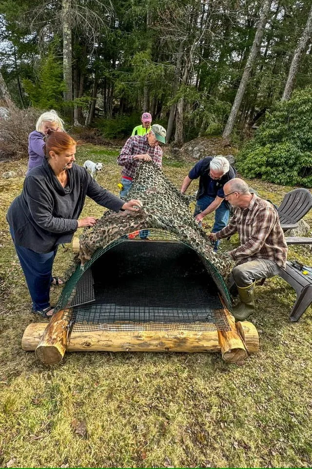 Perkins loon nest.jpeg