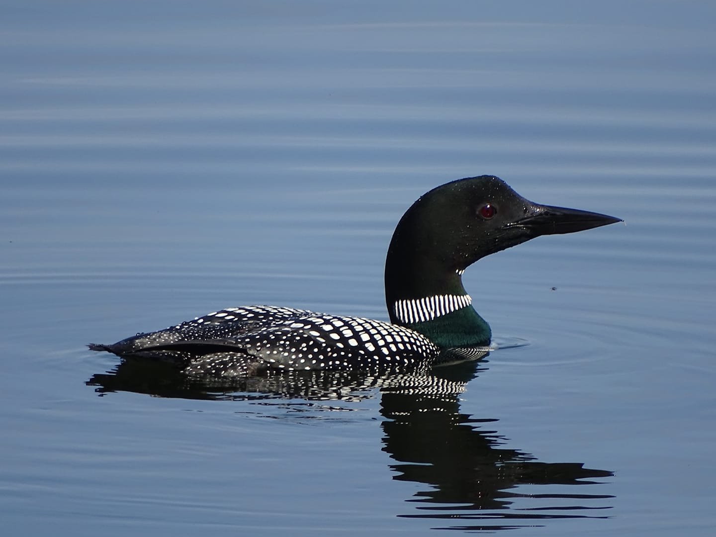 Perkins pond loon .jpeg