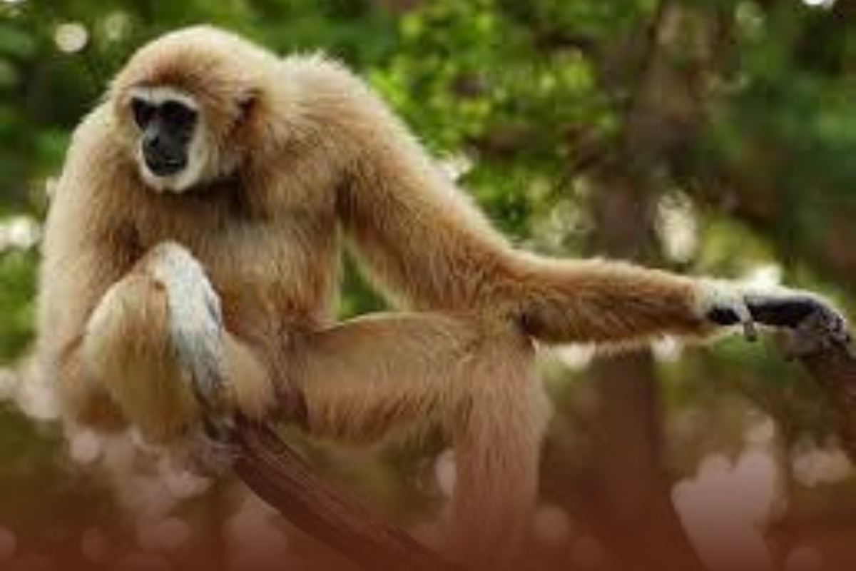 World Wildlife Day 2023: Inclusive conservation partnering to protect the incalculable value of wild fauna and flora