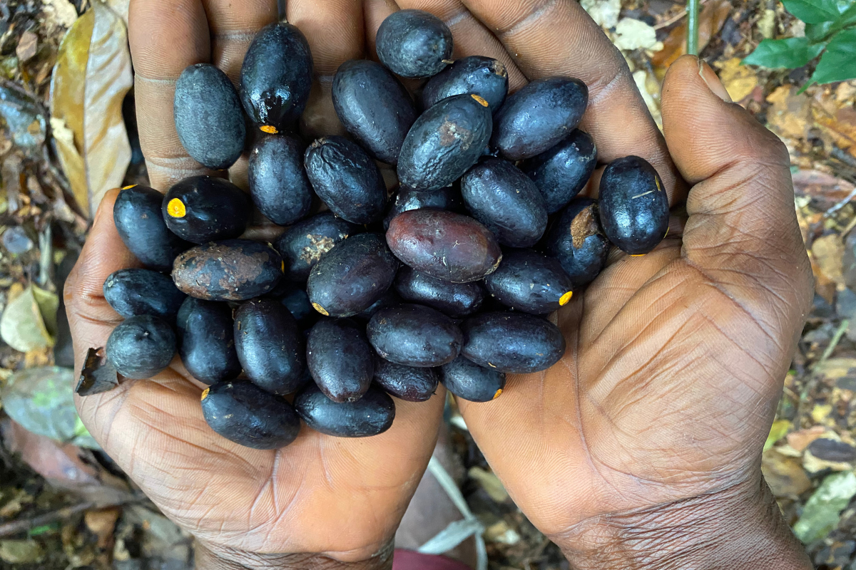 A person's hands holding a bunch of black or dark purple berries, with a background of leaves and forest floor in the DRC.