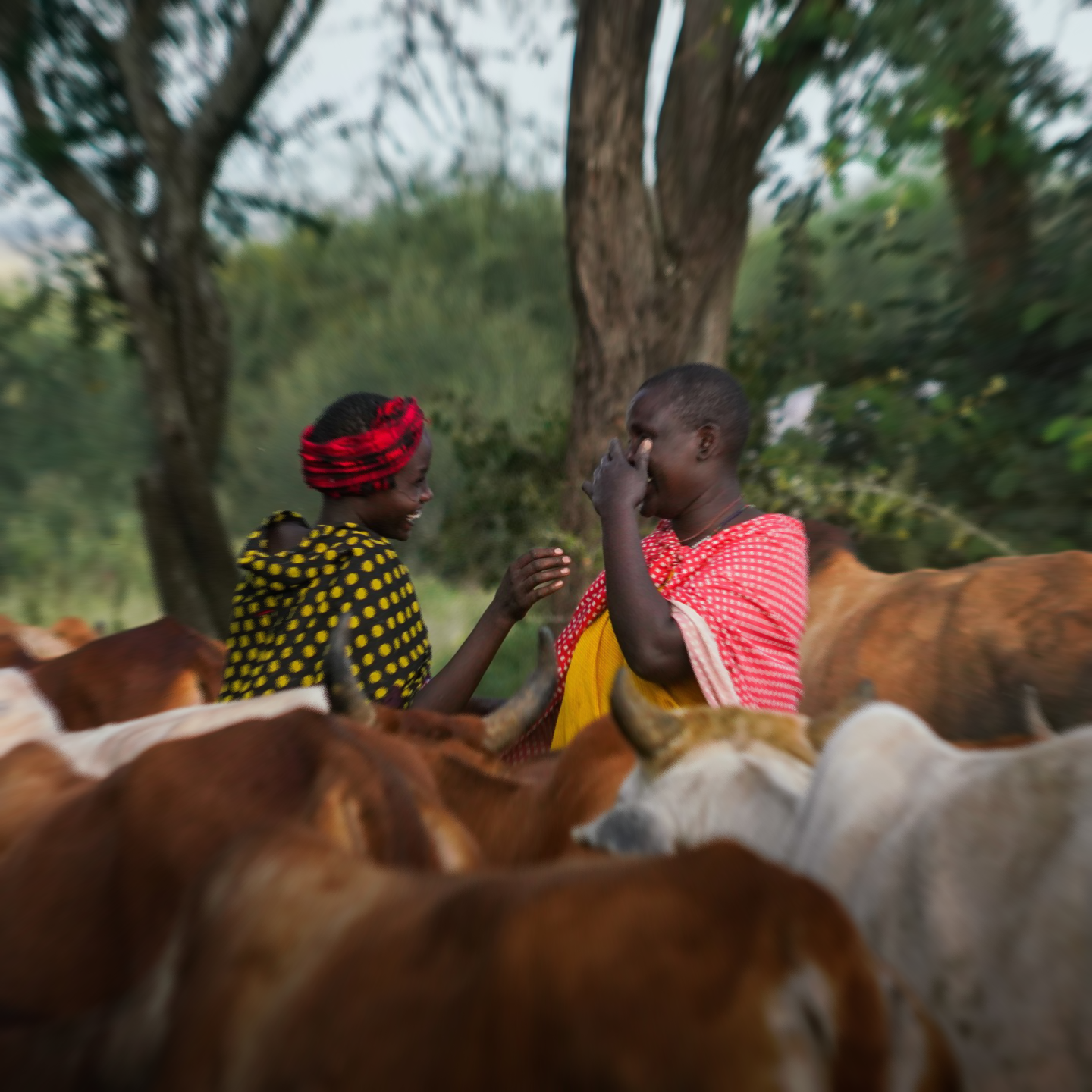 Two African women in colorful clothing smiling and talking among cattle in a rural area with trees in the background in Northern Tanzania.