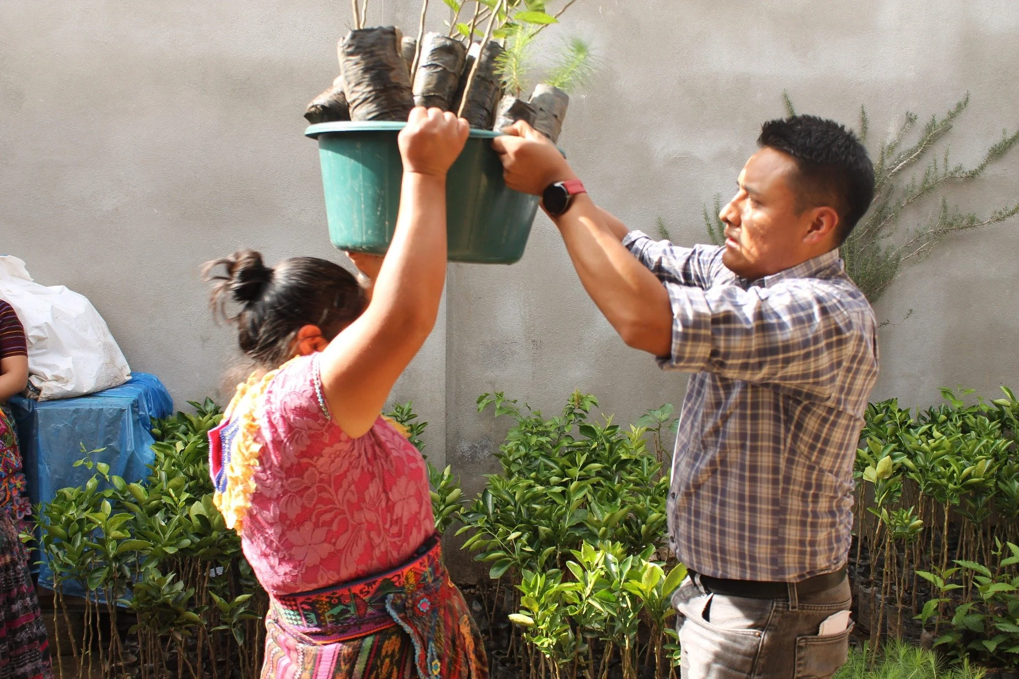 An Indigenous man is helping a woman plant a small tree in a pot outdoors, with green plants and a gray wall in the background in Guatemala.