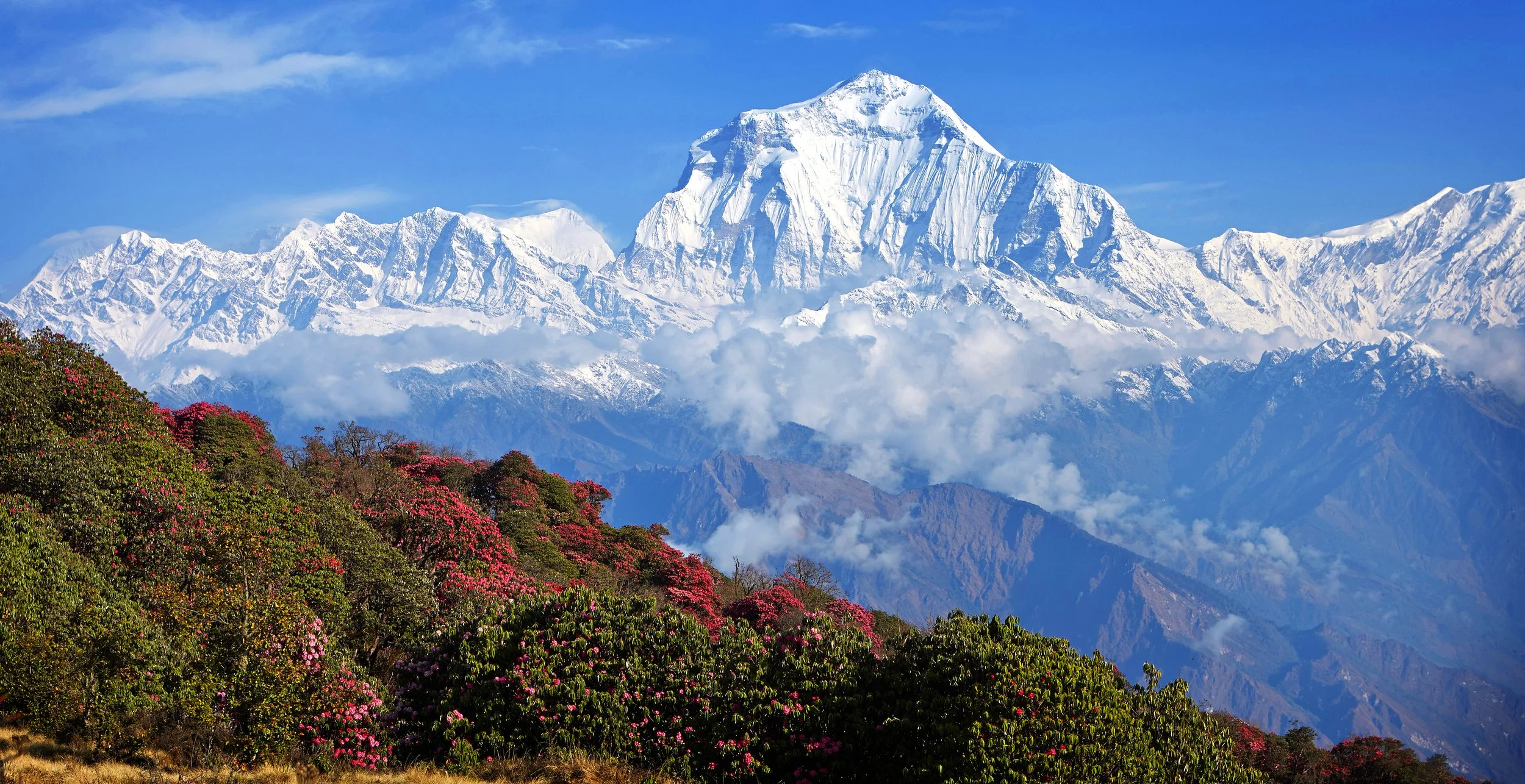 Snow-capped Himalayan mountains in the Annapurna area with a large peak in the background and colorful flowering bushes in the foreground.