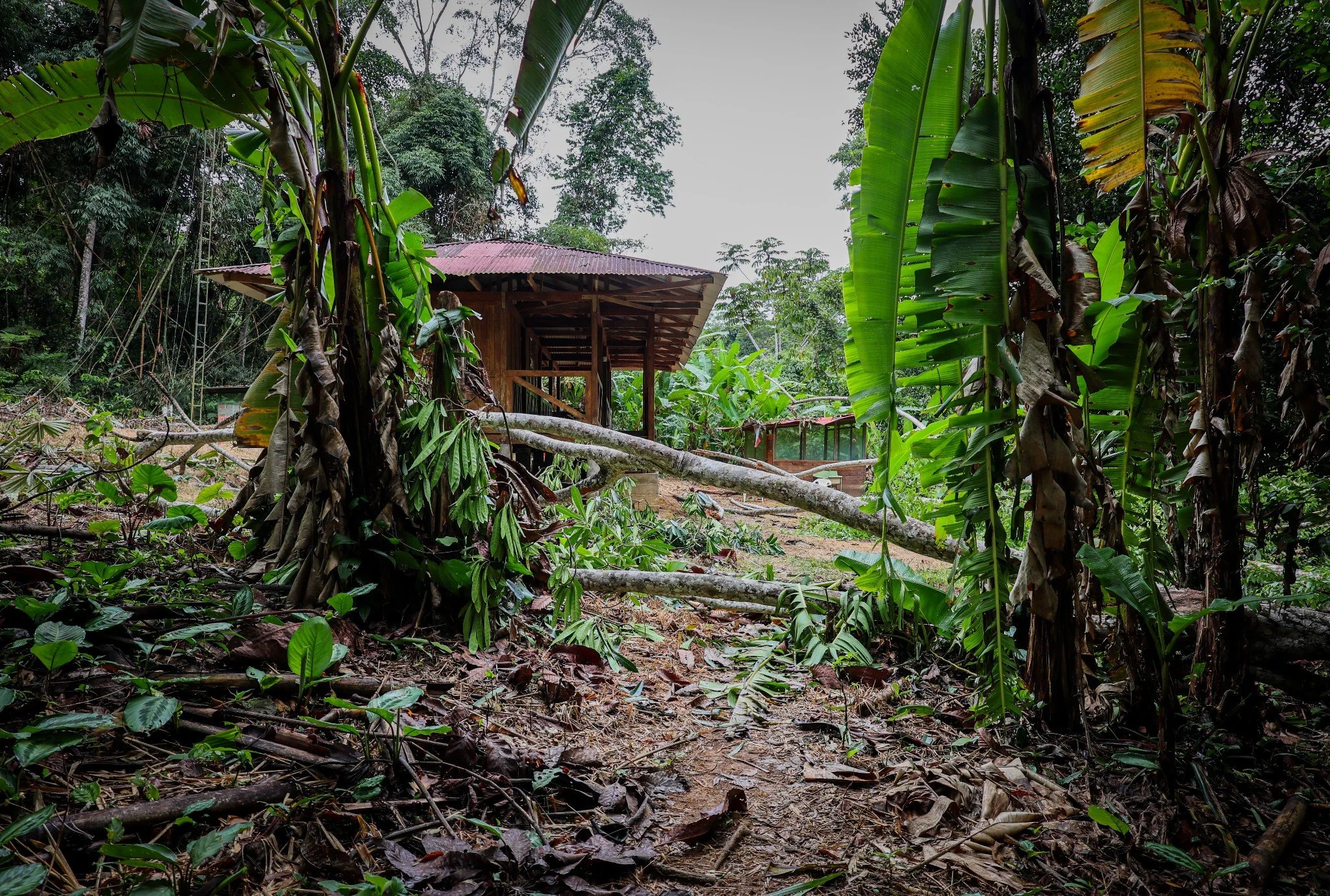 A lush, dense jungle scene with banana plants and trees, a dirt path leading to a wooden structure with a metal roof, and fallen branches and leaves scattered on the ground.