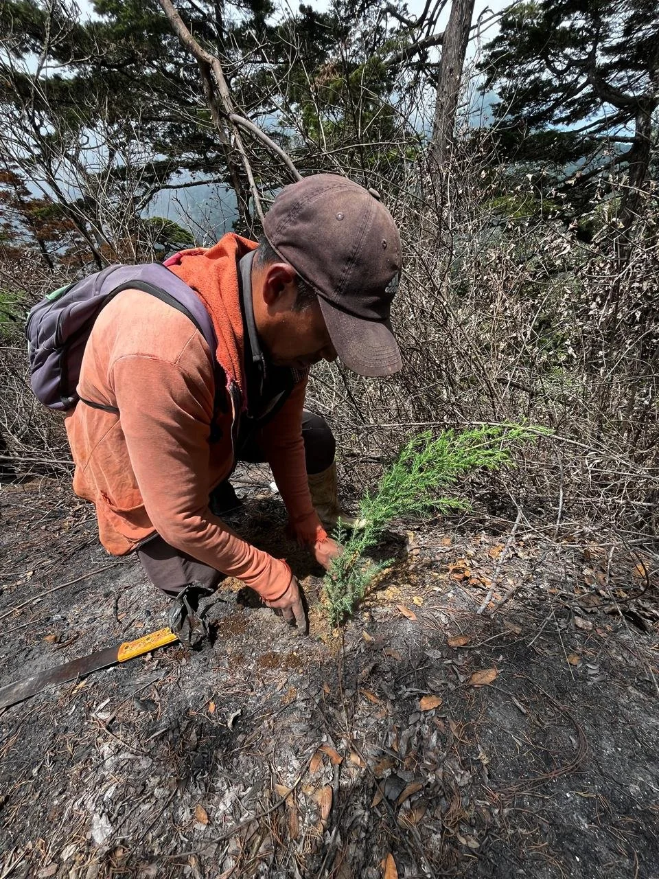 A man in Guatemala planting a small evergreen tree in a burned forest area with damaged ground, wearing a brown cap, orange hoodie, and gray backpack.