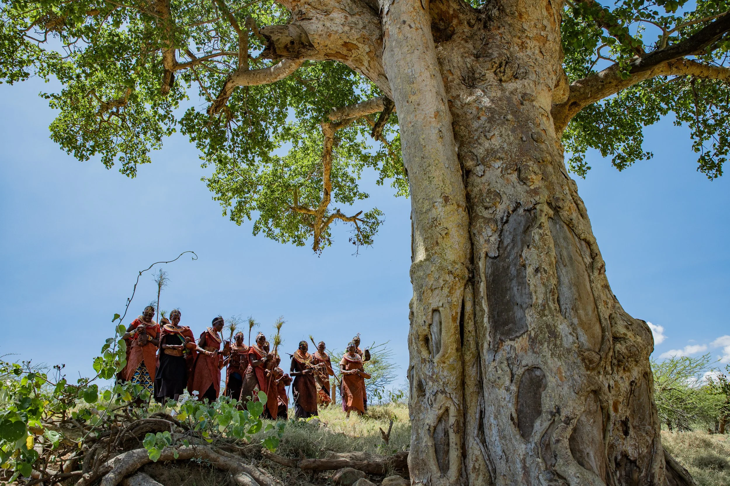 A group of Indigenous Maasai people in traditional clothing walking under a large tree with green leaves and a blue sky background in Kenya.