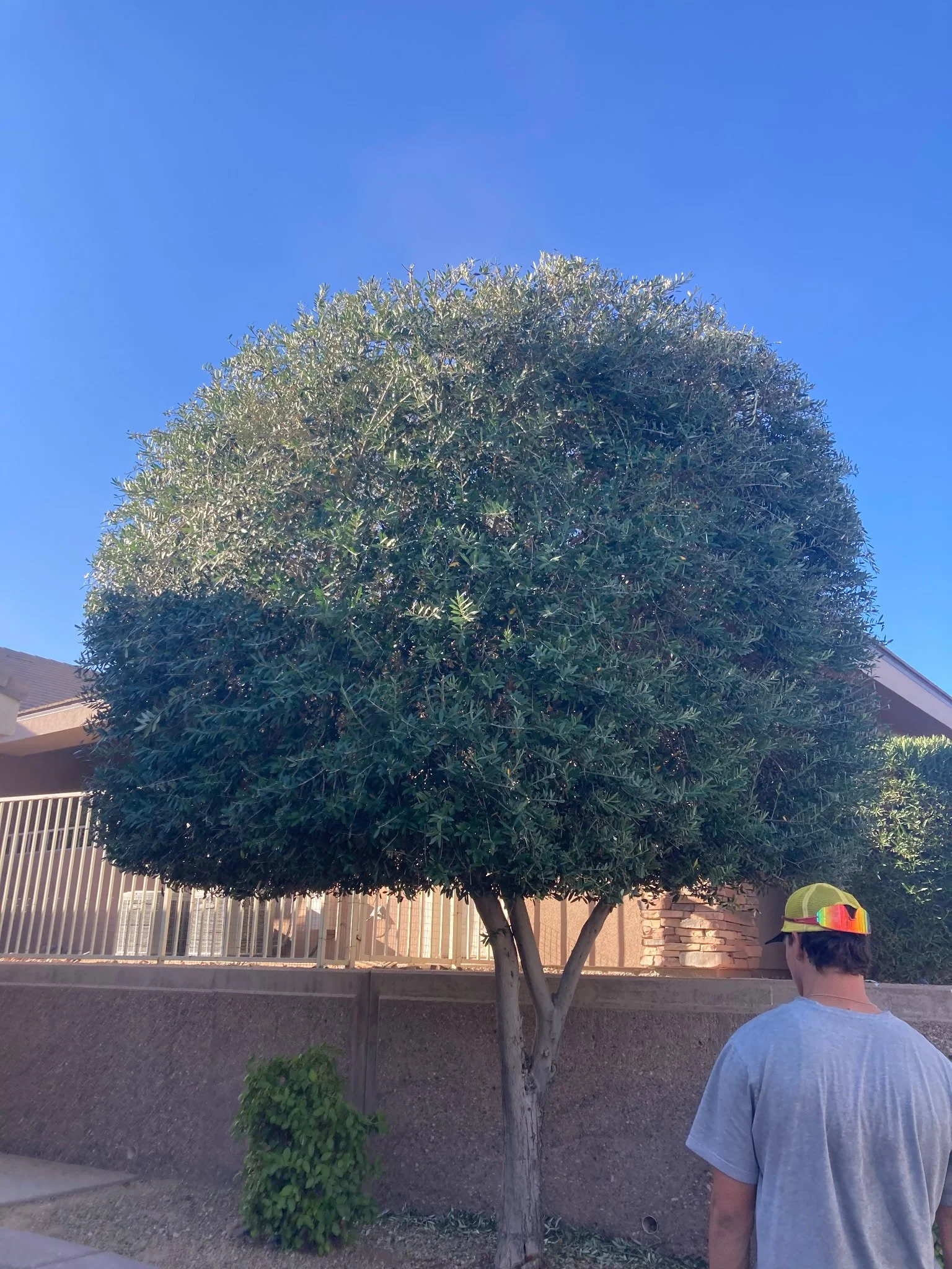 A person wearing a gray T-shirt and a neon yellow cap with rainbow-colored sunglasses stands near a tall, round, green tree in a residential area under a clear blue sky.